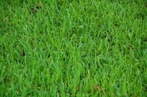 Zorro Zoysia