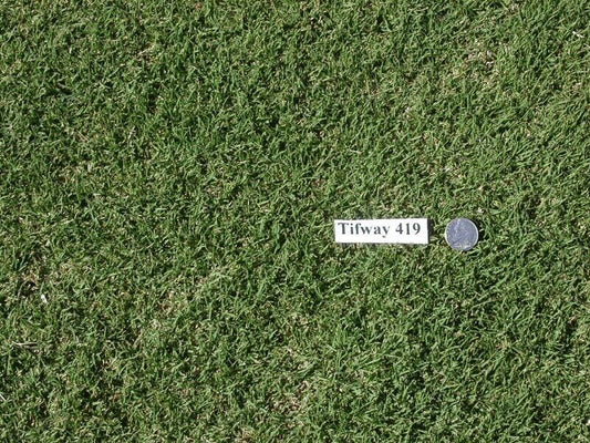 Bermuda Tifway 419