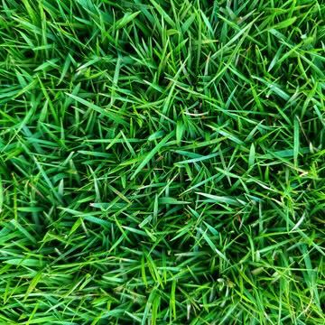 Royal Zoysia