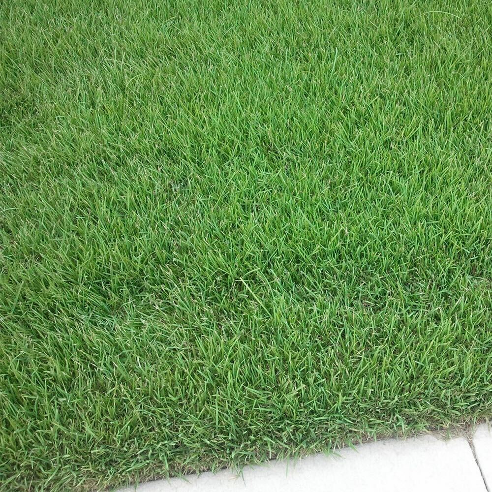 Palisade Zoysia