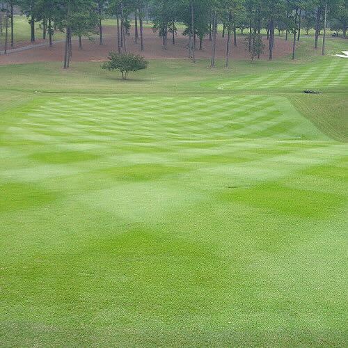 Zorro Zoysia