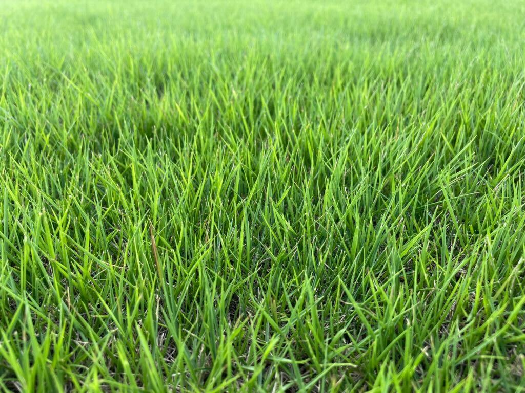 Zorro Zoysia